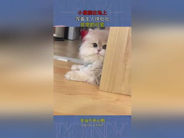 小猫躺地等待抚摸的温馨瞬间