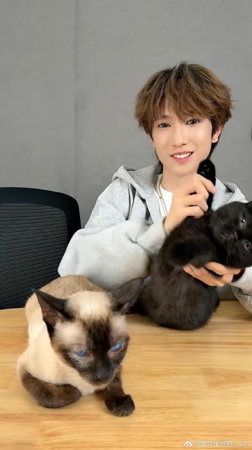 童禹坤直播带萌猫，网友直呼“治愈系”